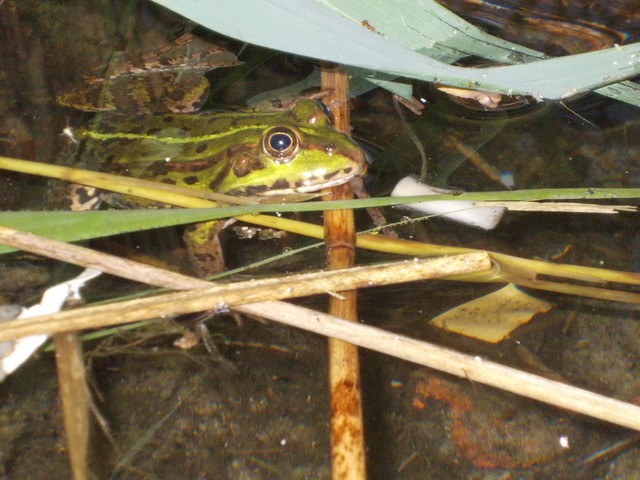 Image for Kreidebergsee 2014-50 Frosch