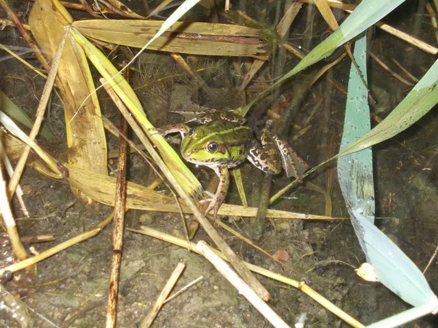 Image for Kreidebergsee 2014-54 Frosch