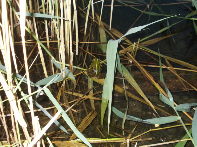 Image for Kreidebergsee 2014-56 Frosch