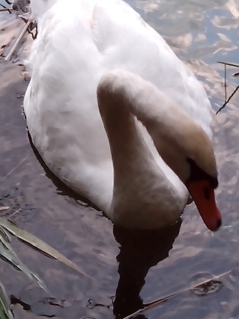 Image for Kreidebergsee 2014-59 Schwan