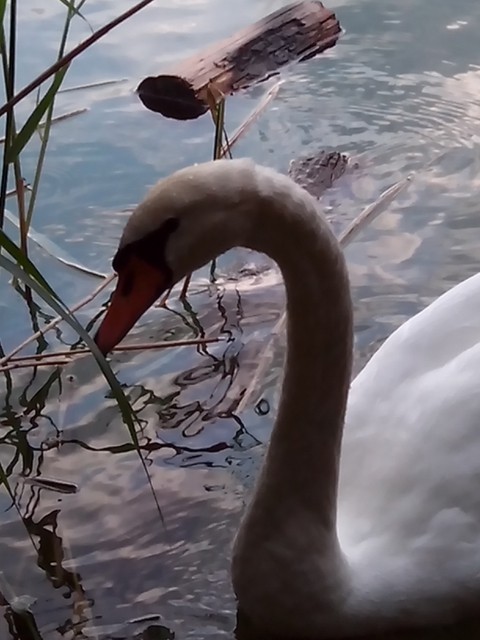 Image for Kreidebergsee 2014-60 Schwan