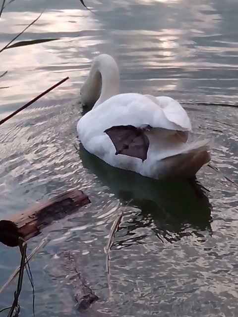 Image for Kreidebergsee 2014-62 Schwan