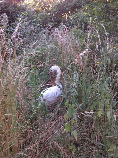 Image for Kreidebergsee 2014-64 Schwan