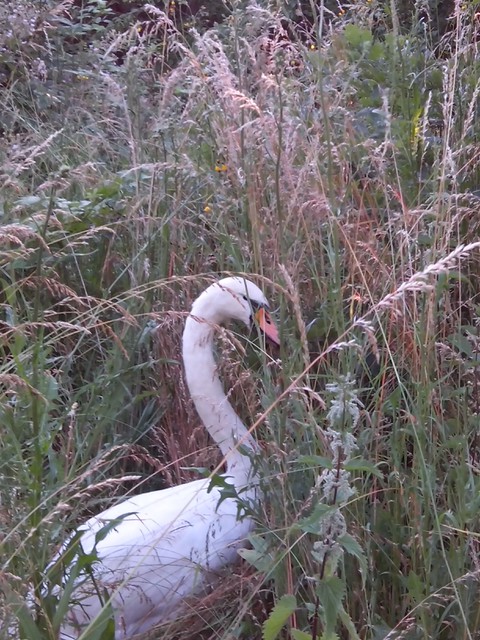 Image for Kreidebergsee 2014-66 Schwan