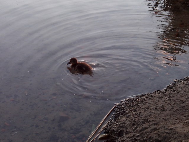 Image for Kreidebergsee 2014-86 Junge Ente