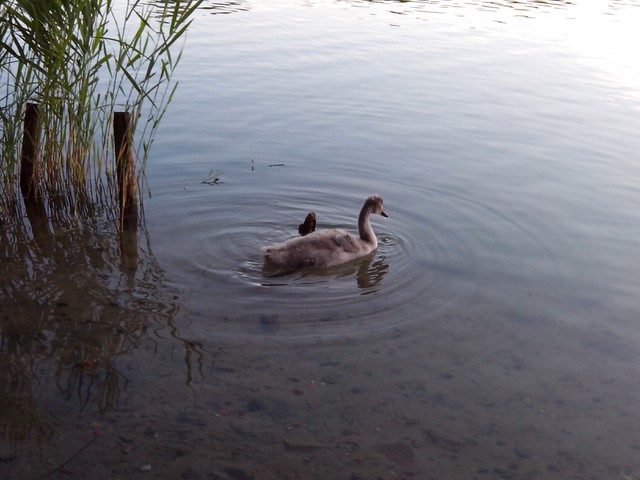 Image for Kreidebergsee 2014-88 Junger Schwan