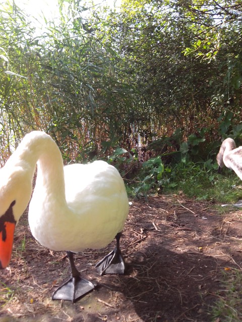 Image for Kreidebergsee 2014-94 Schwäne