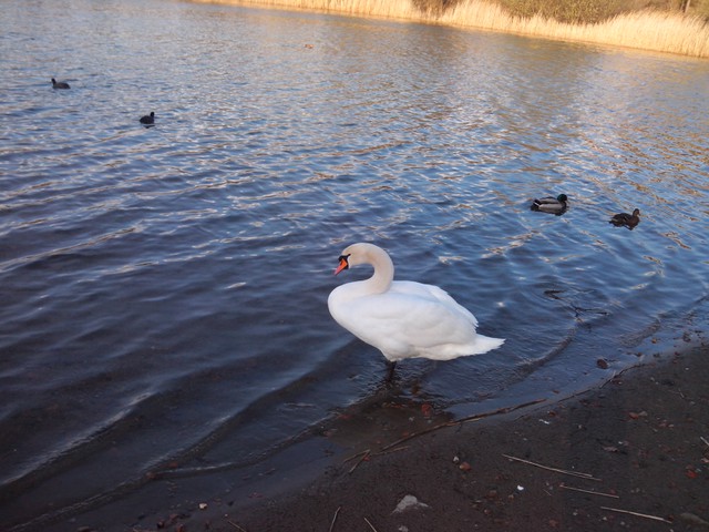Image for Kreidebergsee 2015-09 Schwan, Enten & Blässhühner