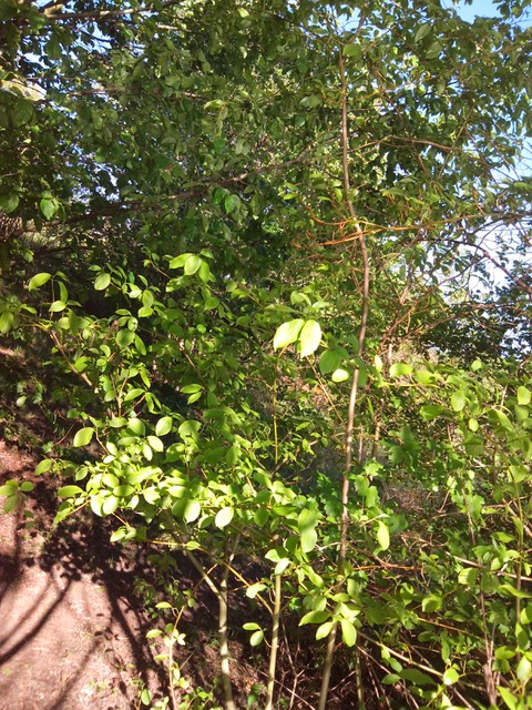 Image for Kreidebergsee 2015-13