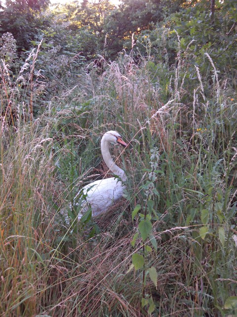 Image for Kreidebergsee 2014-63 Schwan