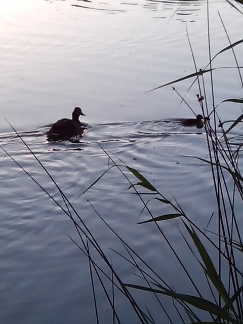 Image for Kreidebergsee 2014-71 Enten