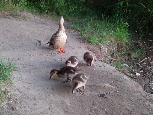 Image for Kreidebergsee 2014-75 Enten