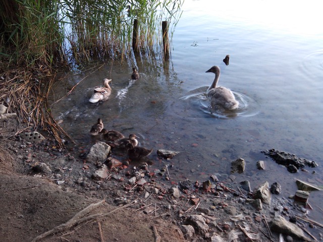 Image for Kreidebergsee 2014-79 Junger Schwan und Enten