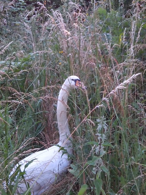 Image for Kreidebergsee 2014-65 Schwan