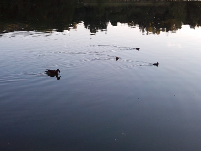 Image for Kreidebergsee 2014-69 Enten