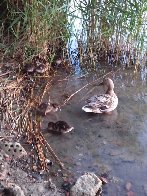 Image for Kreidebergsee 2014-81 Enten