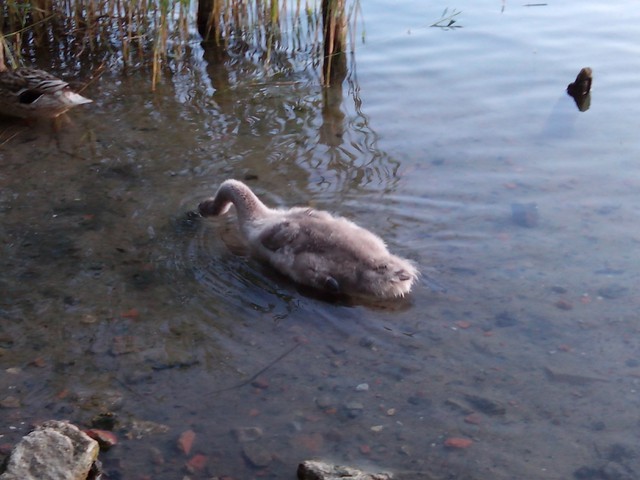 Image for Kreidebergsee 2014-85 Junger Schwan