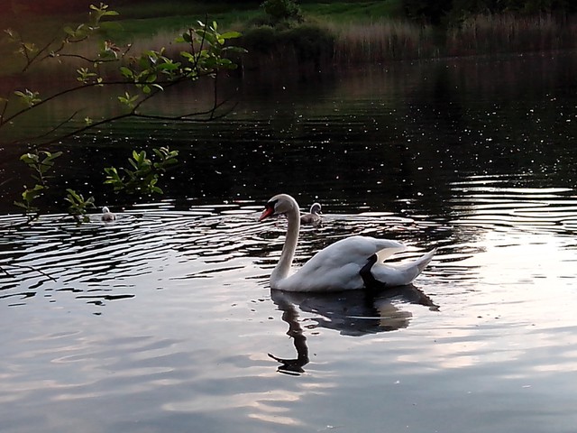 Image for Kreidebergsee 2014-11 Schwäne