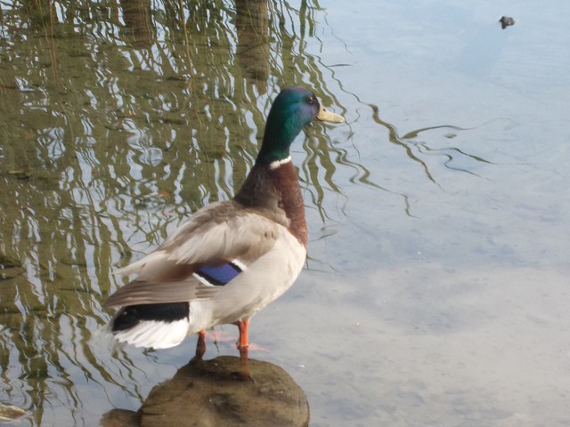 Image for Kreidebergsee 2014-24 Enten