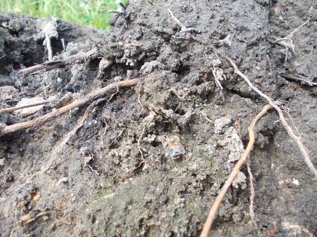 Image for Kreidebergsee 2014-37 Biene